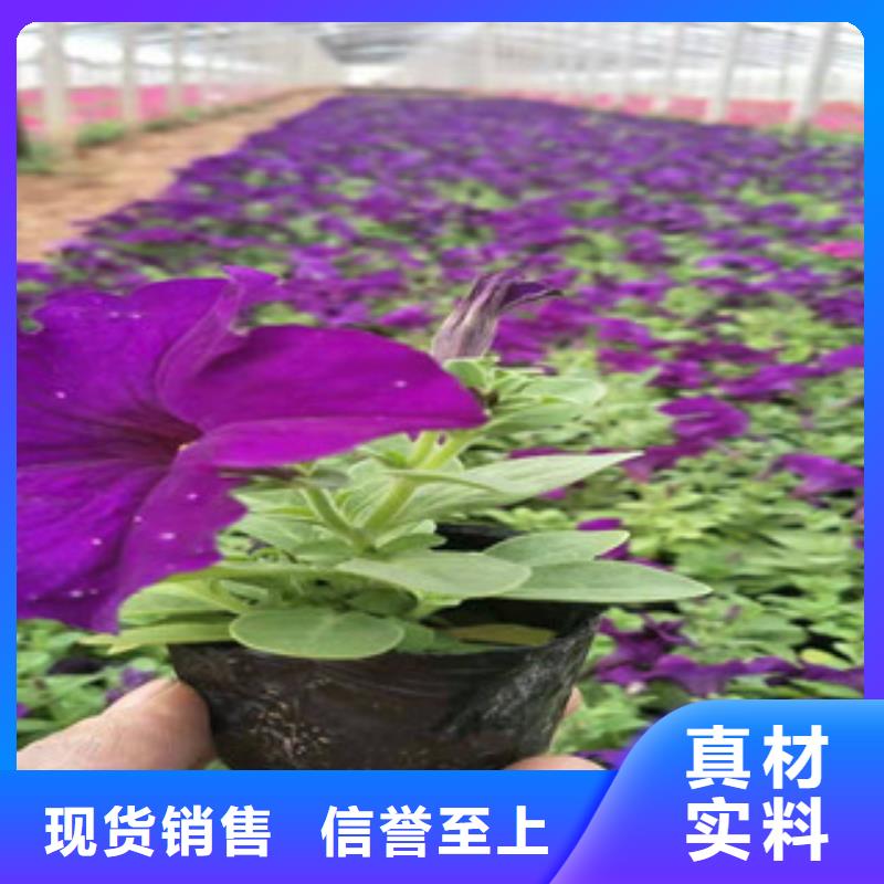 宿根花卉時(shí)令花卉/綠化草花價(jià)格我們更專業(yè)