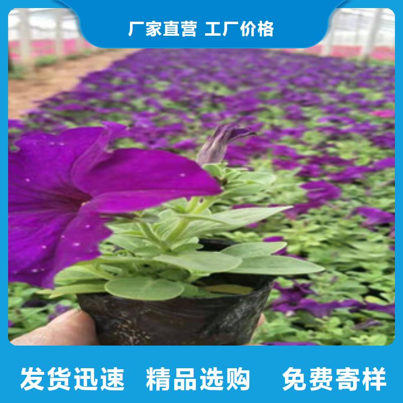 宿根花卉_宿根花卉基地質量優價格低