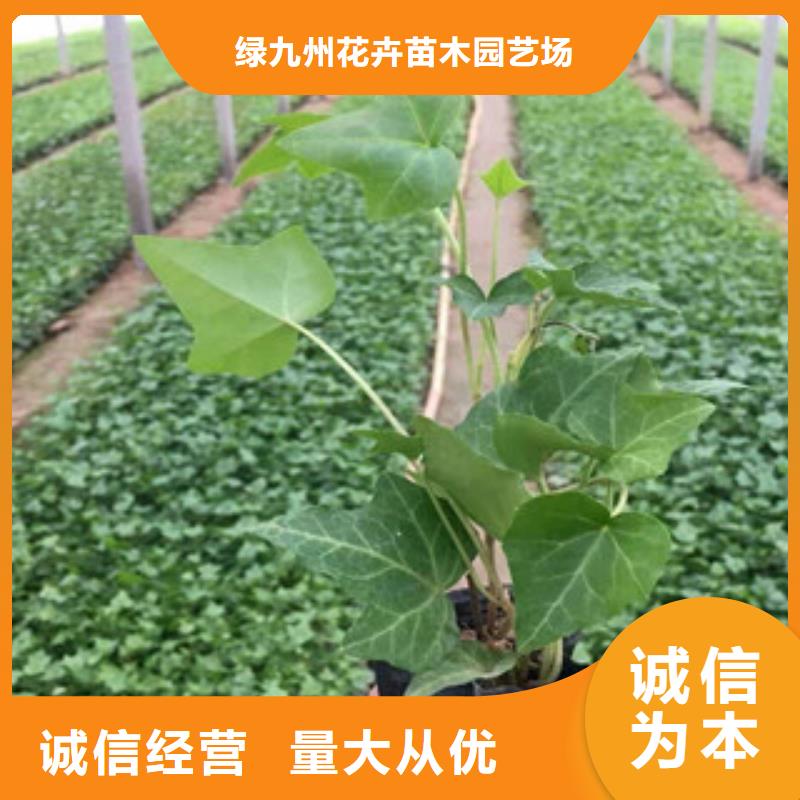【宿根花卉】水生植物/荷花睡蓮廠家