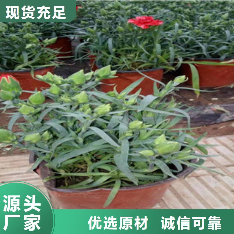 宿根花卉_時令花卉/綠化草花價格用心做產品
