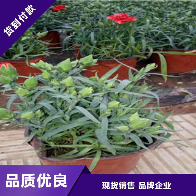 宿根花卉觀賞草/蒲葦狼尾草規(guī)格型號(hào)全