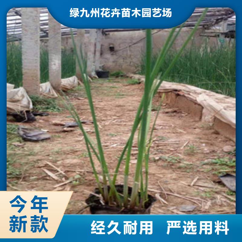 宿根花卉_時令花卉/綠化草花價格用心做產品