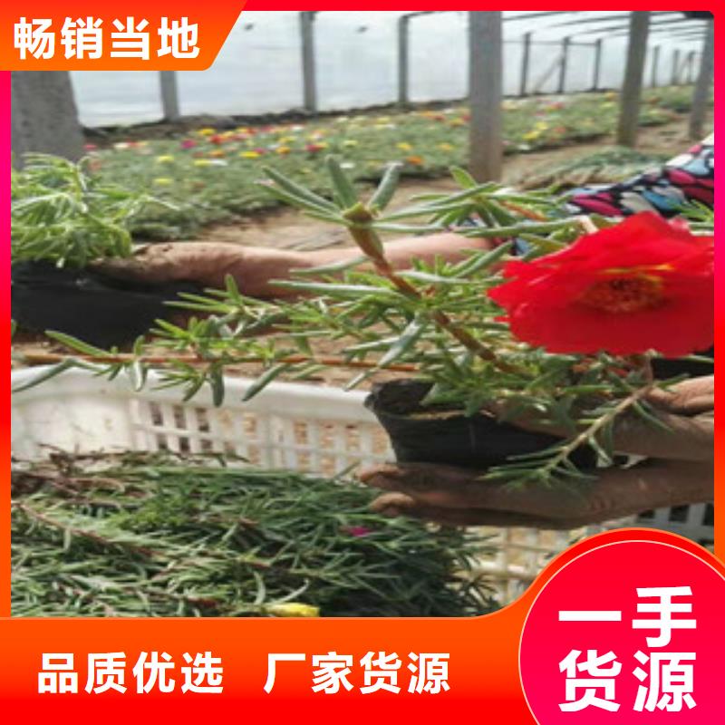 宿根花卉水生植物/荷花睡蓮質優價廉