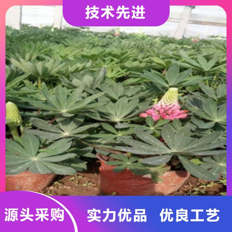 【宿根花卉】魯冰花/粉黛亂子草敢與同行比價格