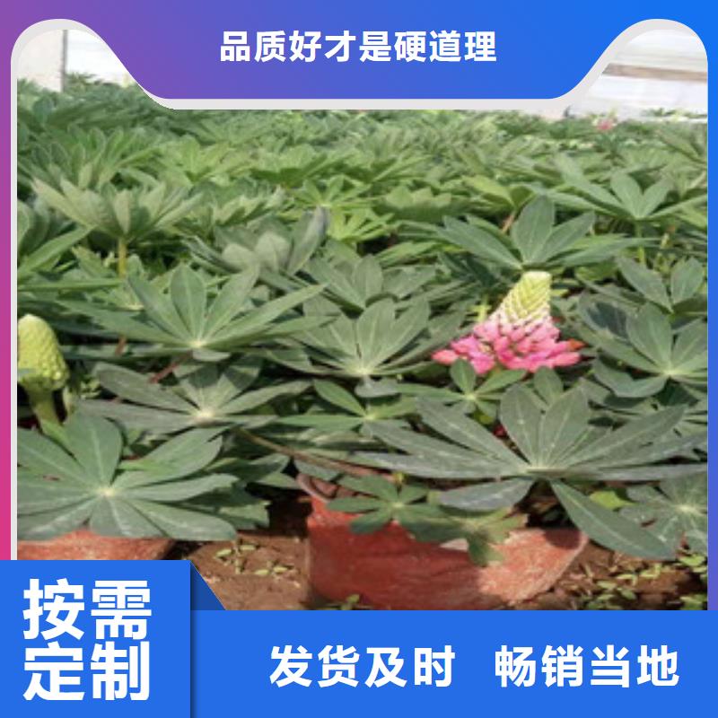 宿根花卉宿根花卉基地同行低价