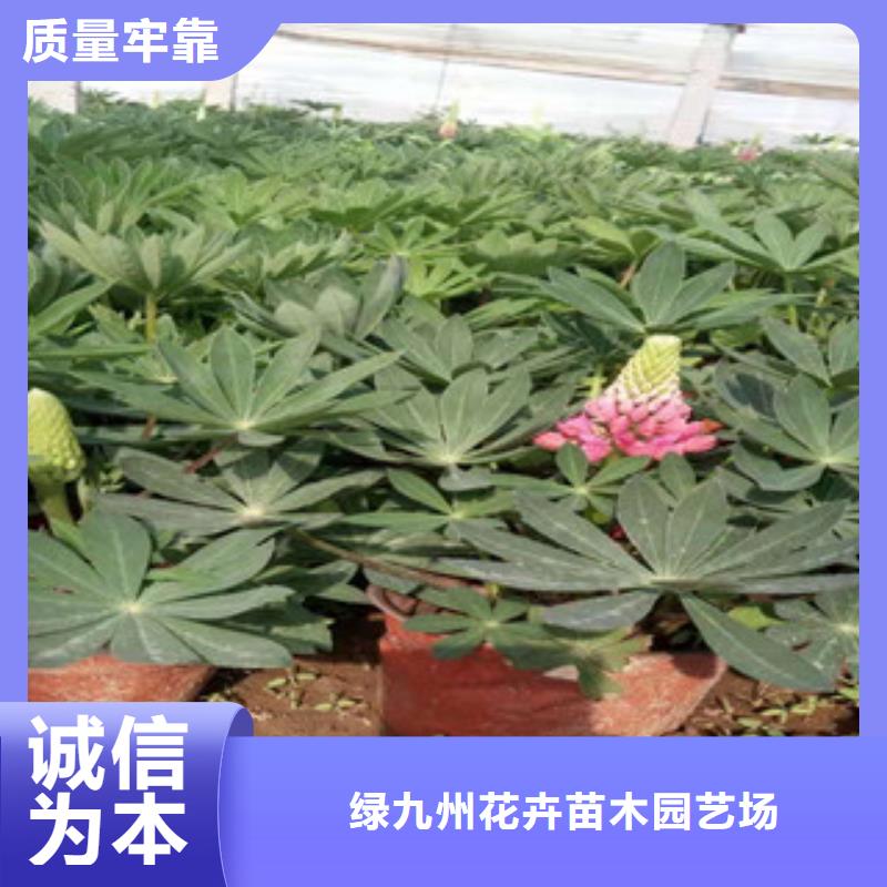 柳叶马鞭草/薰衣草 视频-柳叶马鞭草/薰衣草 |靖江市|姜堰|海陵|泰兴|兴化