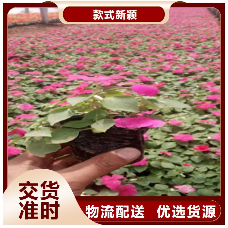 宿根花卉_時令花卉/綠化草花價格用心做產品