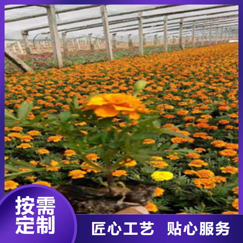 【宿根花卉耐寒耐旱草花基地優(yōu)質(zhì)工藝】