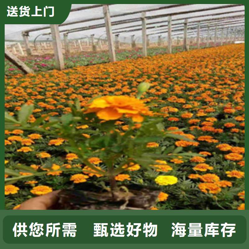 宿根花卉_時令花卉/綠化草花價格用心做產品