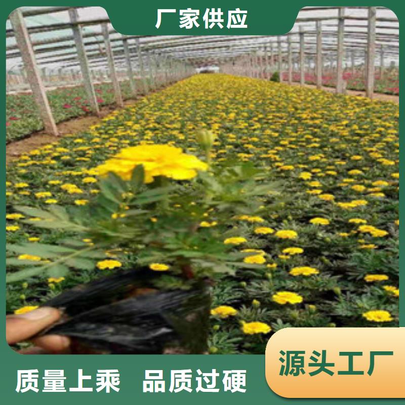 宿根花卉,【時令花卉/綠化草花價格】自有廠家