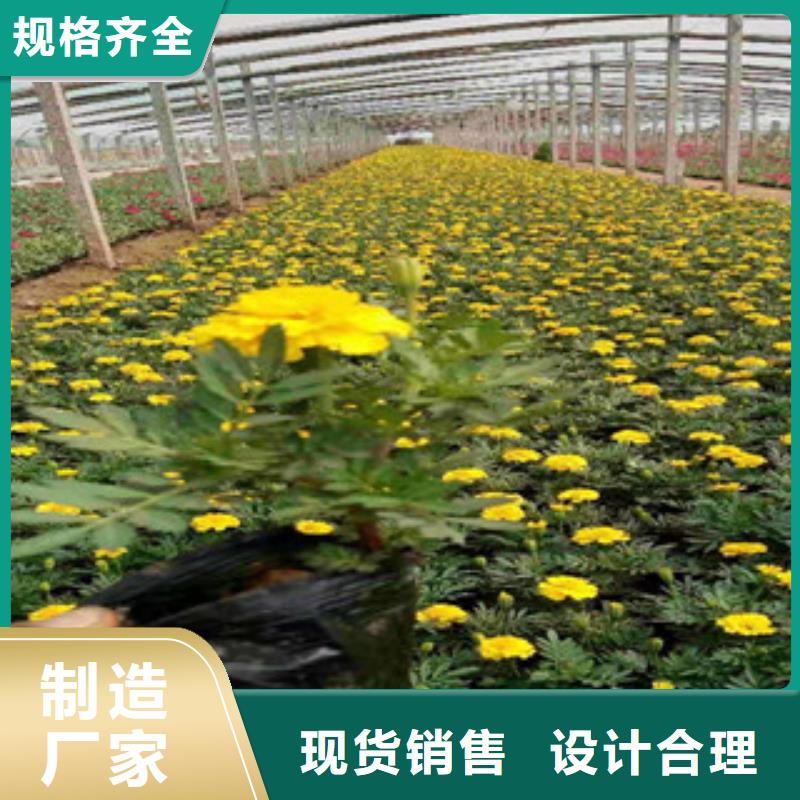 宿根花卉柳叶马鞭草/薰衣草品质做服务