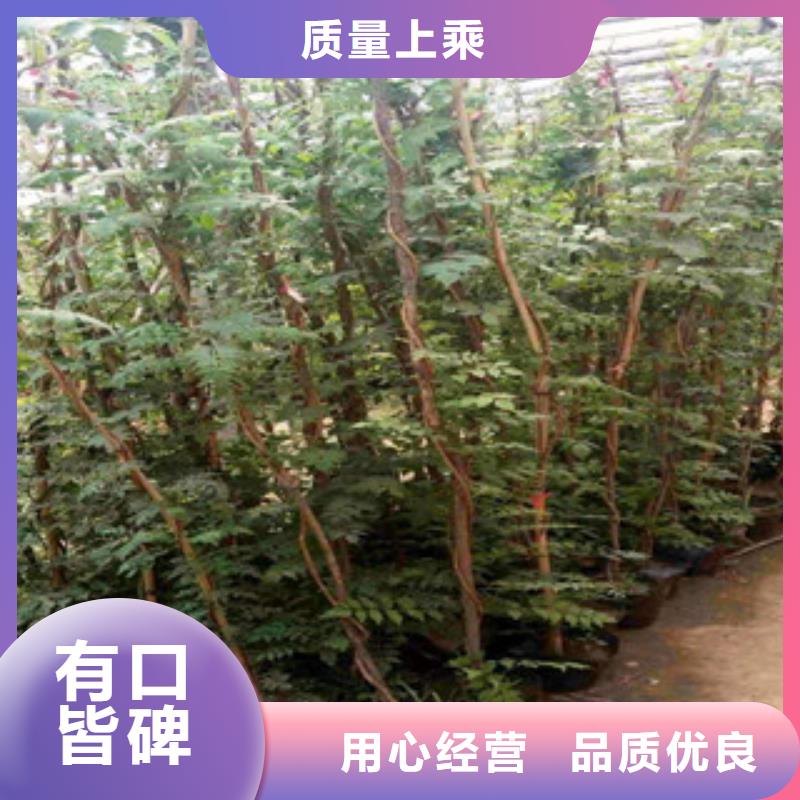 宿根花卉鲁冰花/粉黛乱子草随到随提