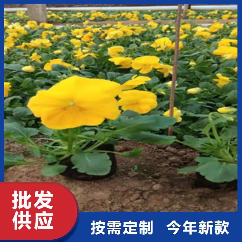 宿根花卉五一國慶草花批發品質服務誠信為本