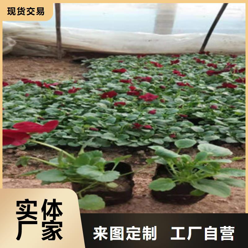 宿根花卉_時令花卉/綠化草花價格用心做產品