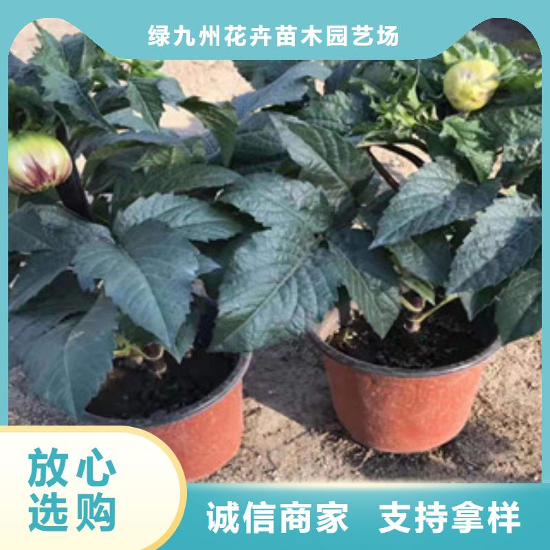 【宿根花卉】花海景觀工程好產(chǎn)品不怕比