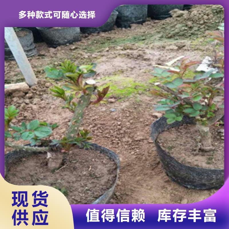 花海景觀宿根花卉基地老品牌廠家