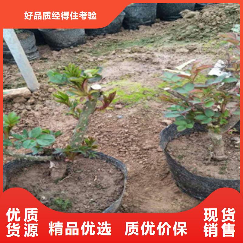 【花海景觀】水生植物/荷花睡蓮大廠生產品質