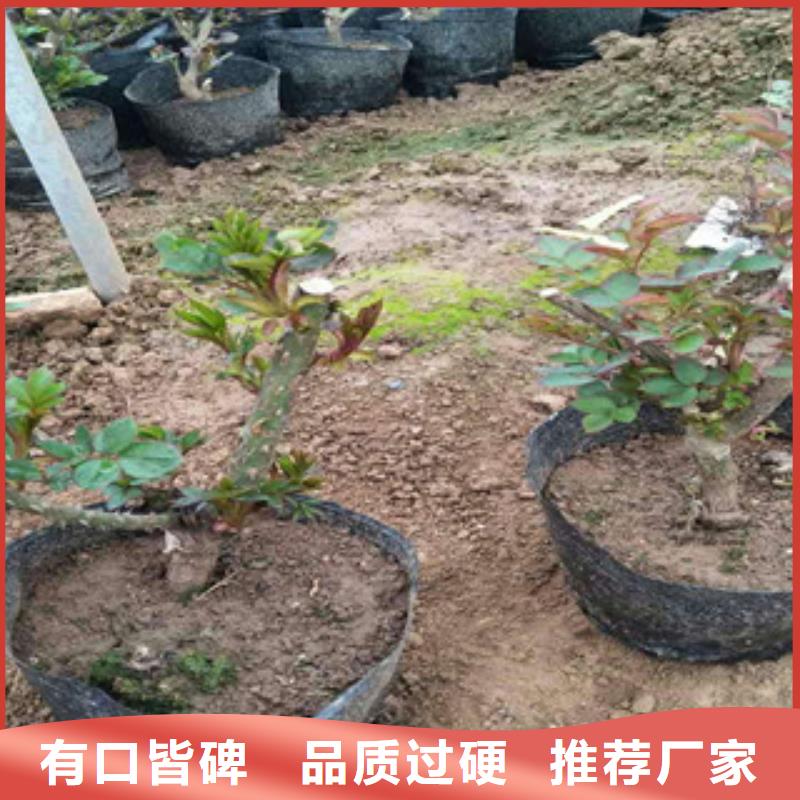 花海景观鲁冰花/粉黛乱子草为您提供一站式采购服务