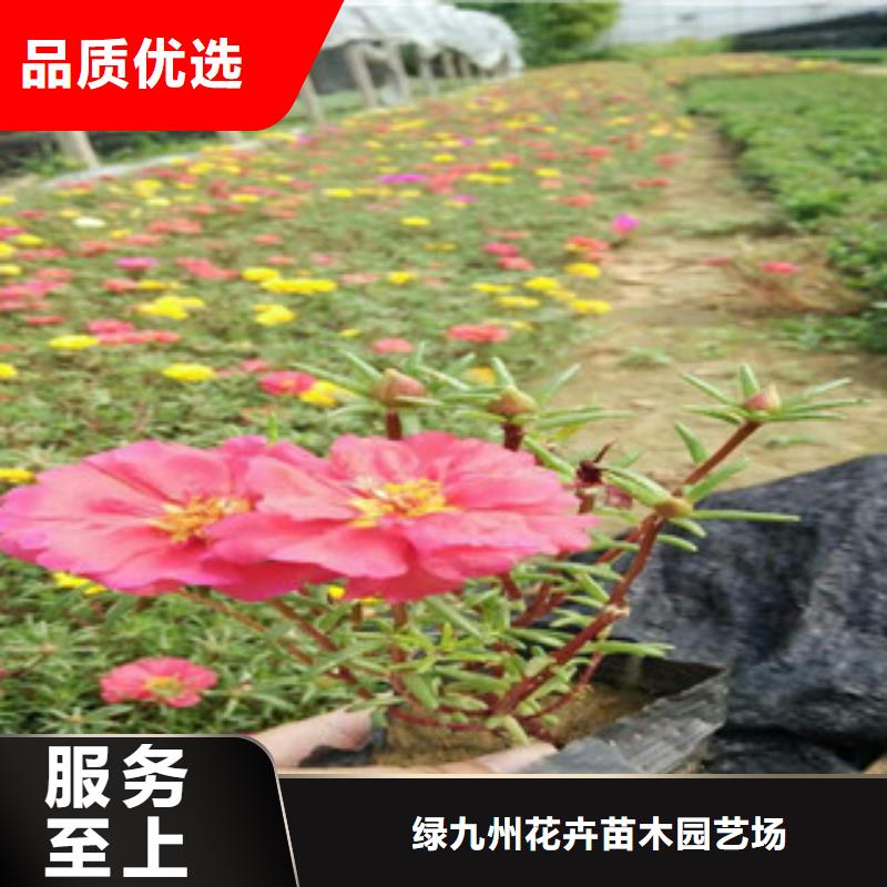 花海景觀魯冰花/粉黛亂子草多種場景適用