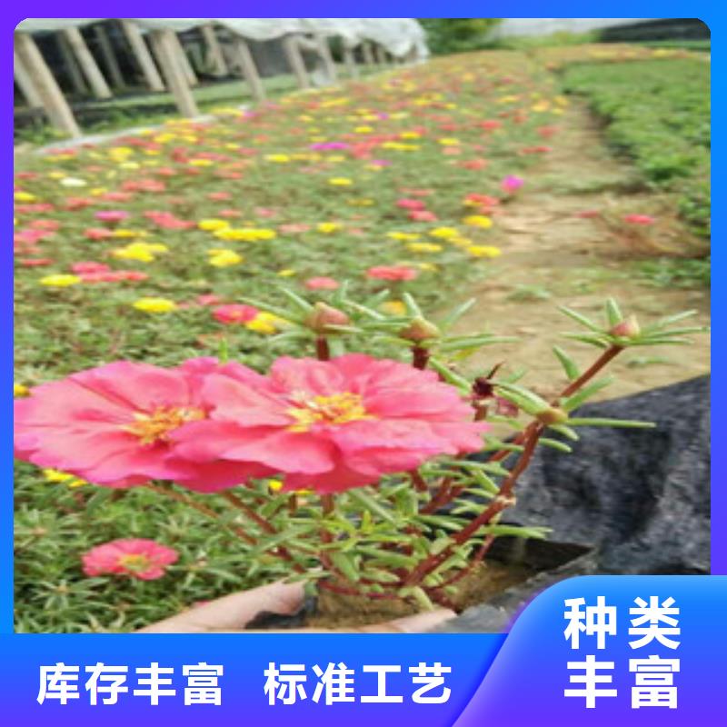 【花海景觀】水生植物/荷花睡蓮大廠生產品質
