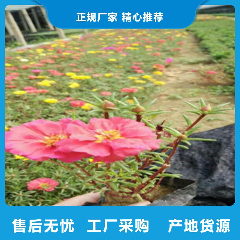 花海景觀五一國(guó)慶草花批發(fā)誠(chéng)信商家