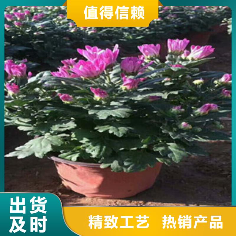 花海景观耐寒耐旱草花基地现货充裕