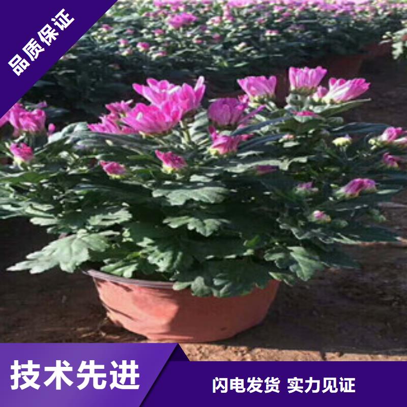 花海景觀宿根花卉基地廠家質量過硬