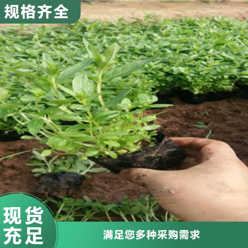 花海景觀_宿根花卉基地真正的源頭廠家