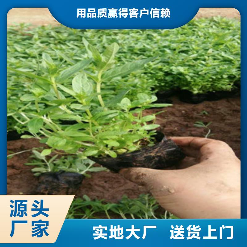 花海景觀-時令花卉/綠化草花價格物流配送
