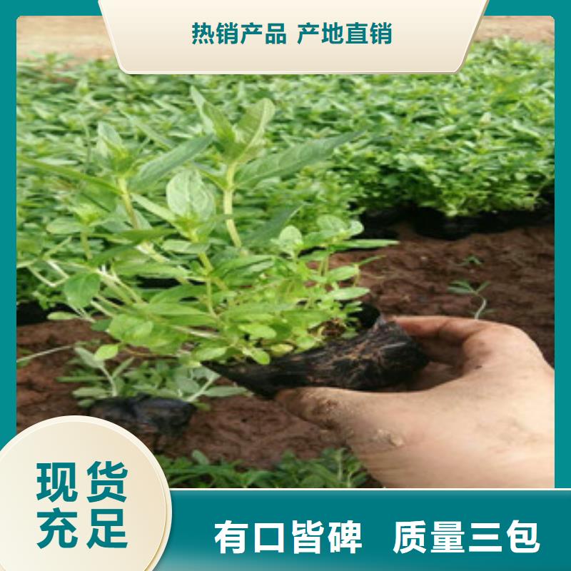 花海景觀水生植物/荷花睡蓮廠家現貨批發