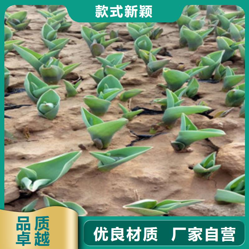 花海景觀,魯冰花/粉黛亂子草工廠自營
