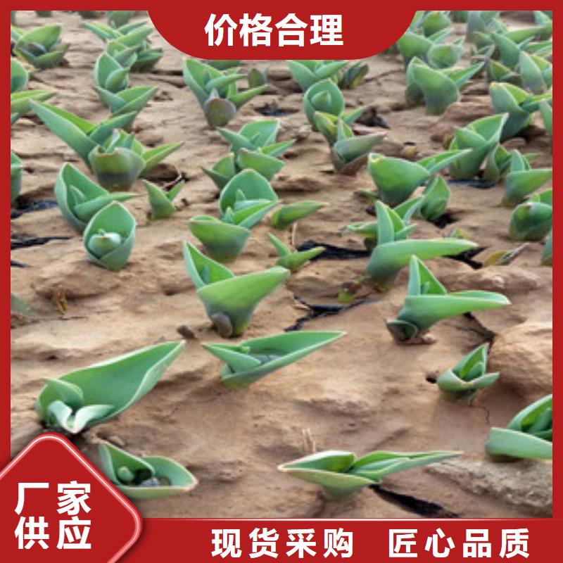 花海景觀,魯冰花/粉黛亂子草工廠自營