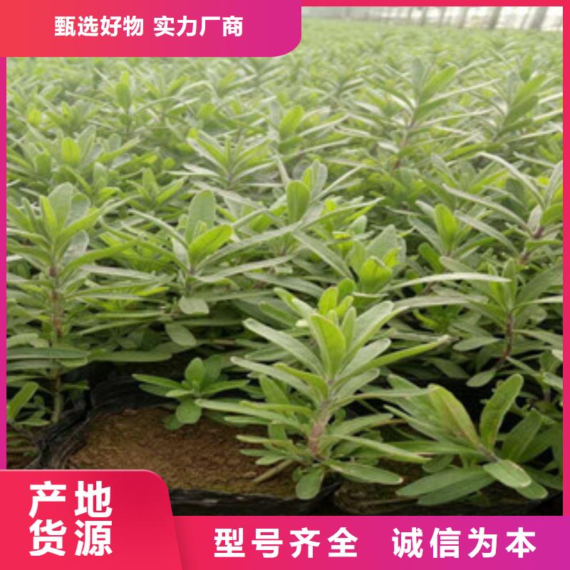花海景觀五一國(guó)慶草花批發(fā)真正的源頭廠家