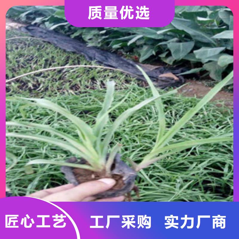 花海景观宿根花卉基地厂家直销货源充足