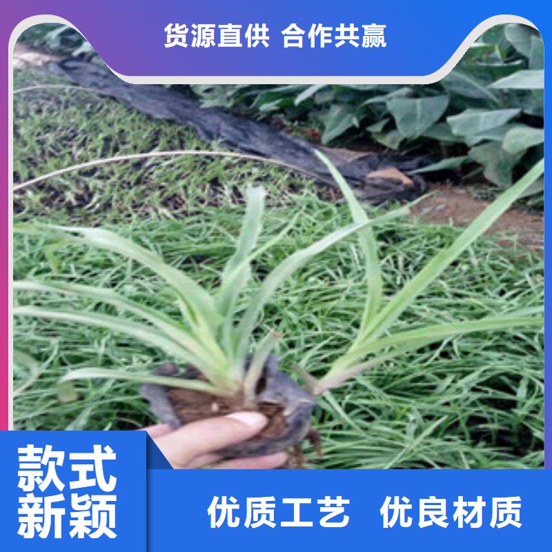花海景观花海景观工程好产品好服务