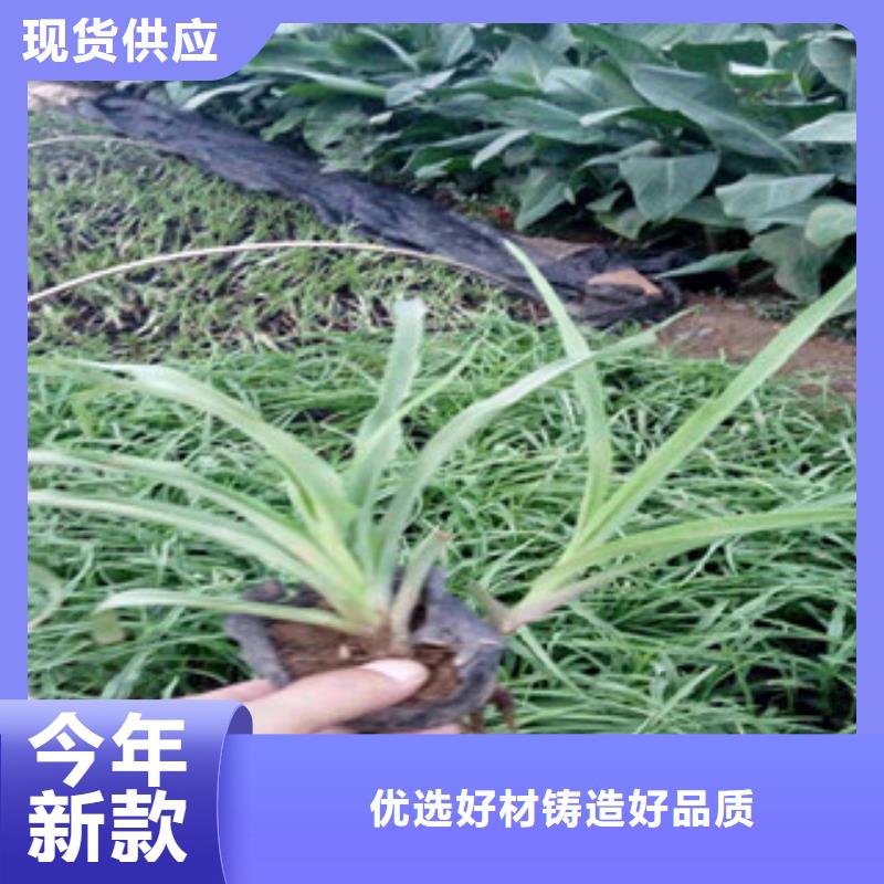 花海景觀【水生植物/荷花睡蓮】精心選材