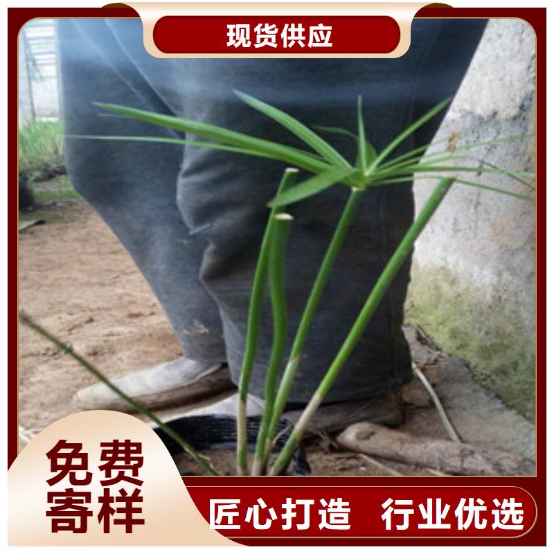 花海景觀耐寒耐旱草花基地安裝簡(jiǎn)單