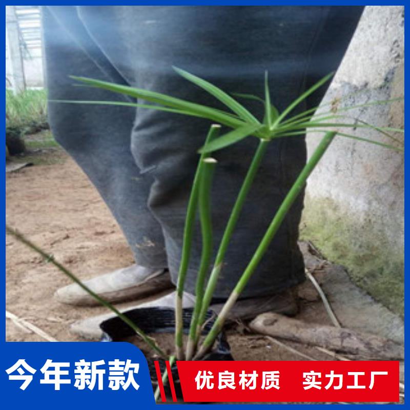 花海景觀魯冰花/粉黛亂子草根據要求定制