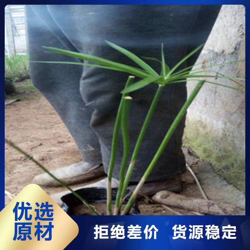 花海景觀-耐寒耐旱草花基地滿足您多種采購需求