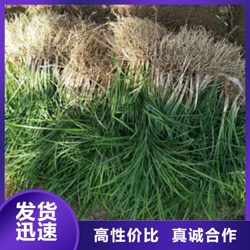 花海景觀宿根花卉基地優(yōu)良材質(zhì)