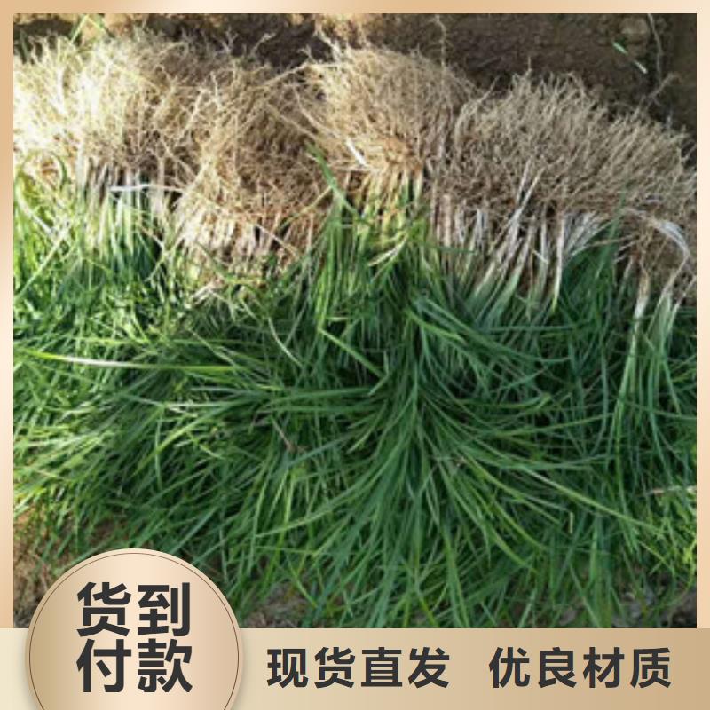 花海景觀-時令花卉/綠化草花價格物流配送