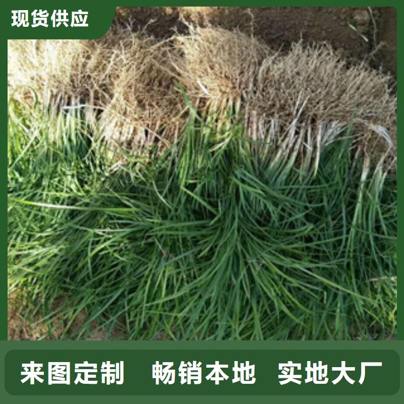 花海景觀【水生植物/荷花睡蓮】精心選材
