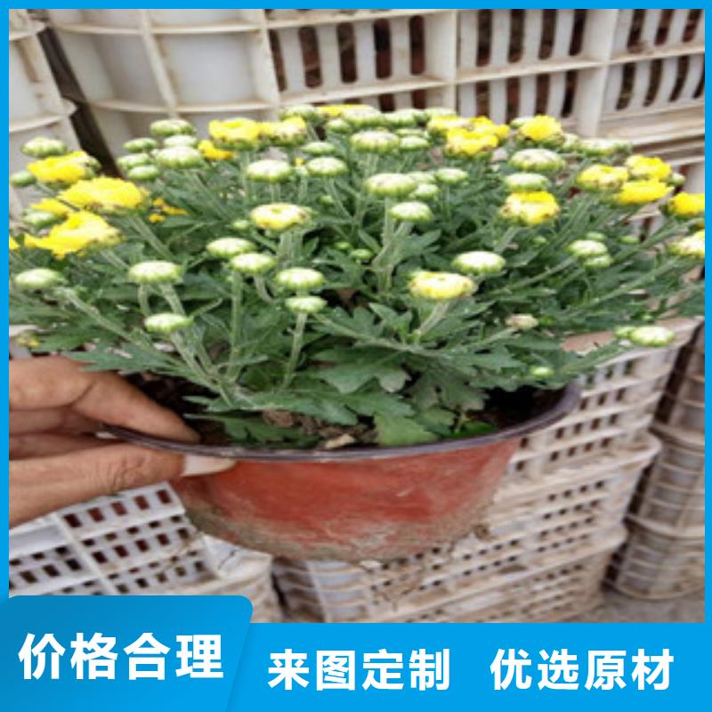 柳叶马鞭草/薰衣草 视频-柳叶马鞭草/薰衣草 (绿九州)覆盖地域山西省晋中市榆社|祁县|忻州|长治|临汾|大同|晋城|阳泉
