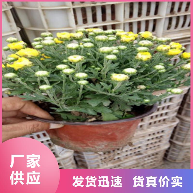 【花海景觀花海景觀工程質優價廉】