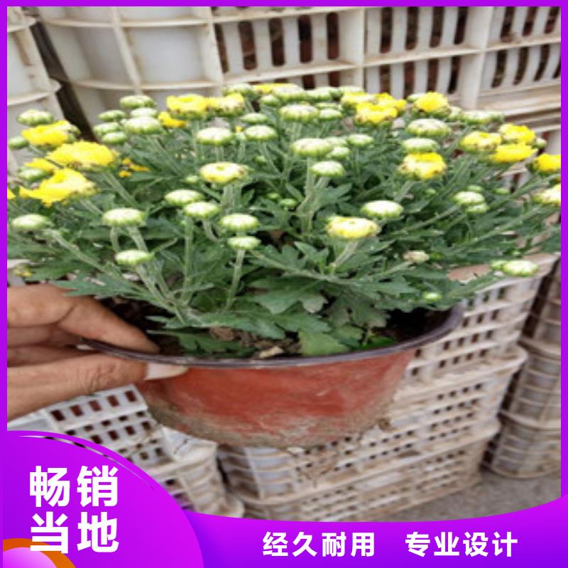 花海景觀水生植物/荷花睡蓮廠家現(xiàn)貨批發(fā)