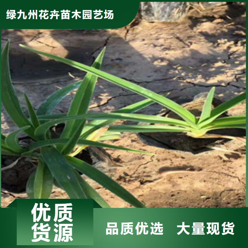 花海景觀水生植物/荷花睡蓮出貨及時