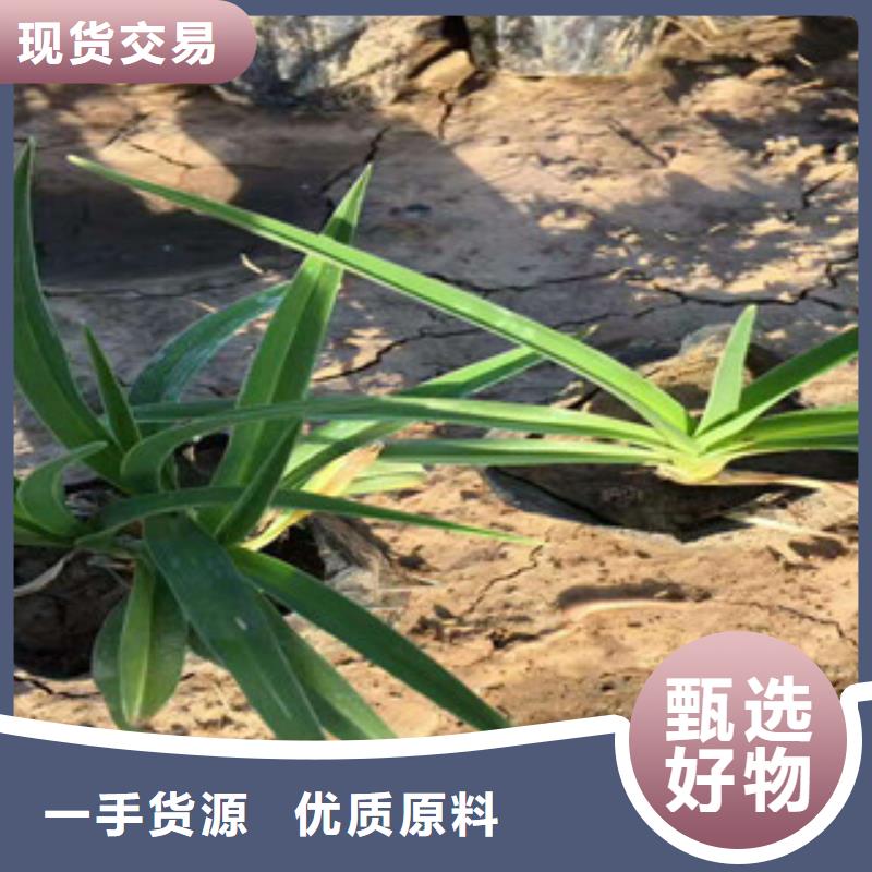 【花海景觀】_耐寒耐旱草花基地高品質誠信廠家