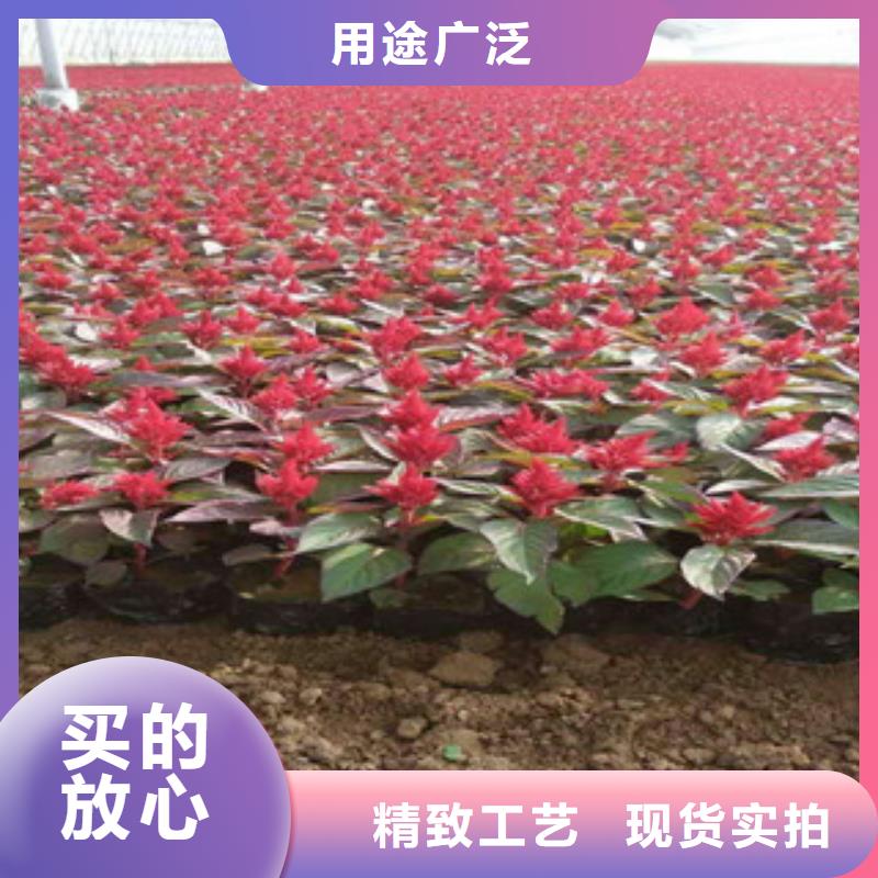 【花海景觀】水生植物/荷花睡蓮大廠生產品質
