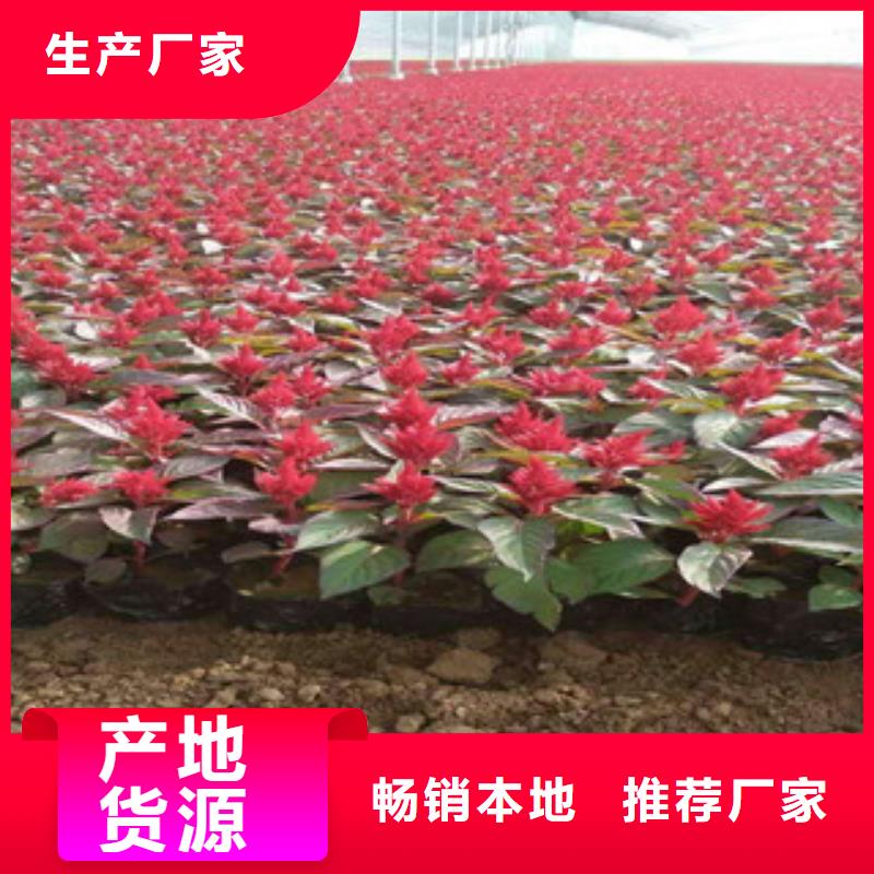 花海景觀-時令花卉/綠化草花價格物流配送