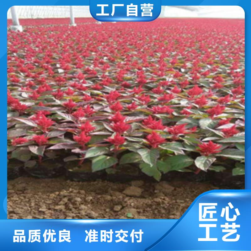 柳叶马鞭草/薰衣草 视频-柳叶马鞭草/薰衣草 -绿九州花卉苗木园艺场(大庆市分公司)服务区域让胡路|红岗|鹤岗|大兴安岭|哈尔滨|绥化|齐齐哈尔|黑河